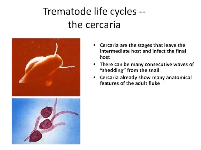 Trematode life cycles -- the cercaria Cercaria are the stages that leave