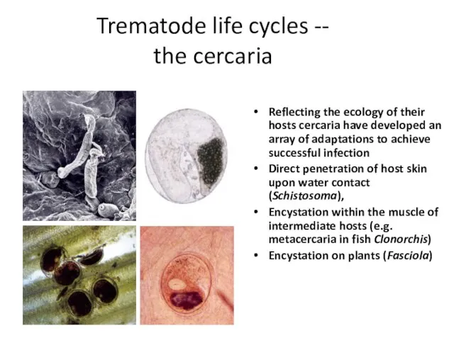 Trematode life cycles -- the cercaria Reflecting the ecology of their hosts