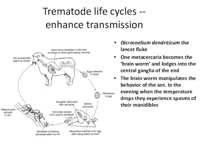 Trematode life cycles -- enhance transmission Dicrocoelium dendriticum the lancet fluke One