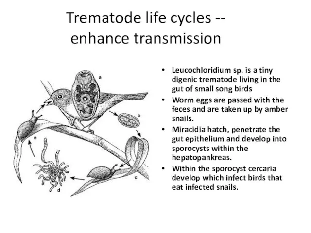 Trematode life cycles -- enhance transmission Leucochloridium sp. is a tiny digenic