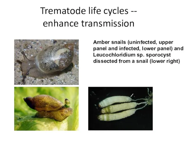 Trematode life cycles -- enhance transmission Amber snails (uninfected, upper panel and