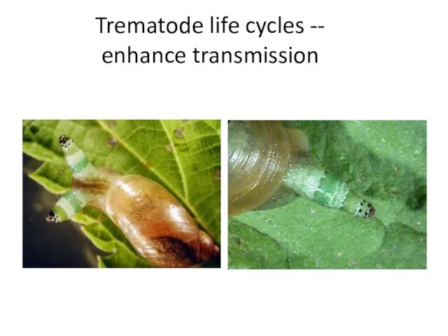 Trematode life cycles -- enhance transmission