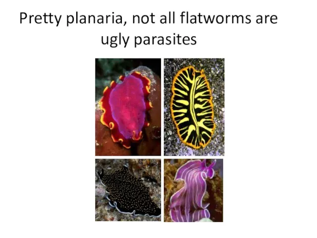 Pretty planaria, not all flatworms are ugly parasites