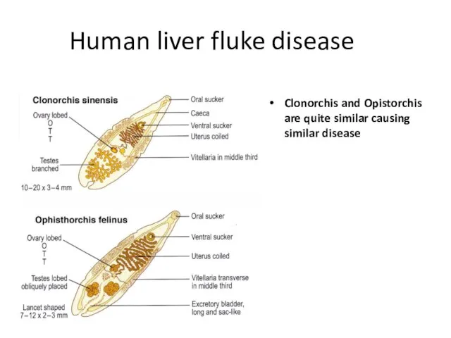 Human liver fluke disease Clonorchis and Opistorchis are quite similar causing similar disease