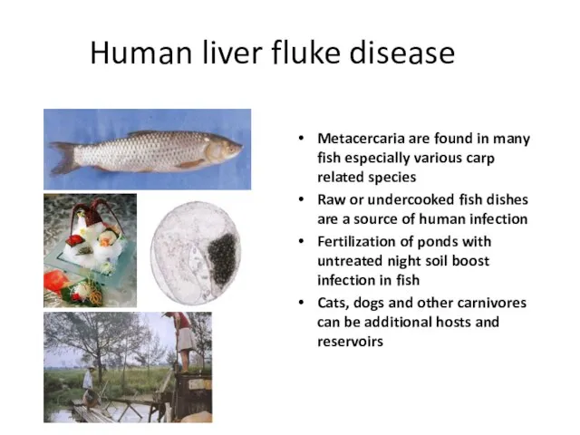 Human liver fluke disease Metacercaria are found in many fish especially various