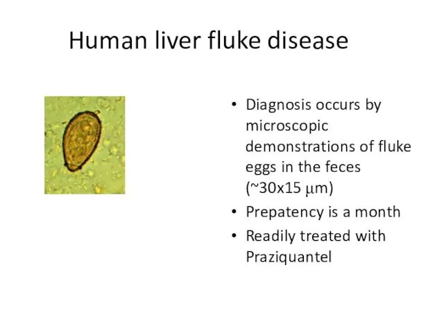 Human liver fluke disease Diagnosis occurs by microscopic demonstrations of fluke eggs