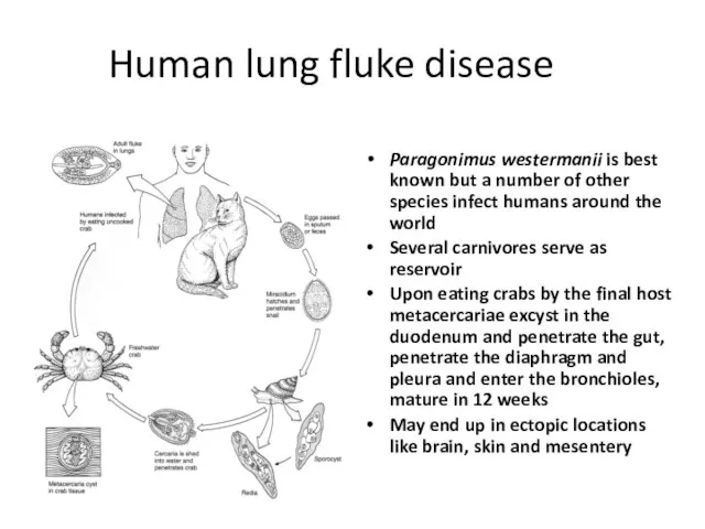 Human lung fluke disease Paragonimus westermanii is best known but a number