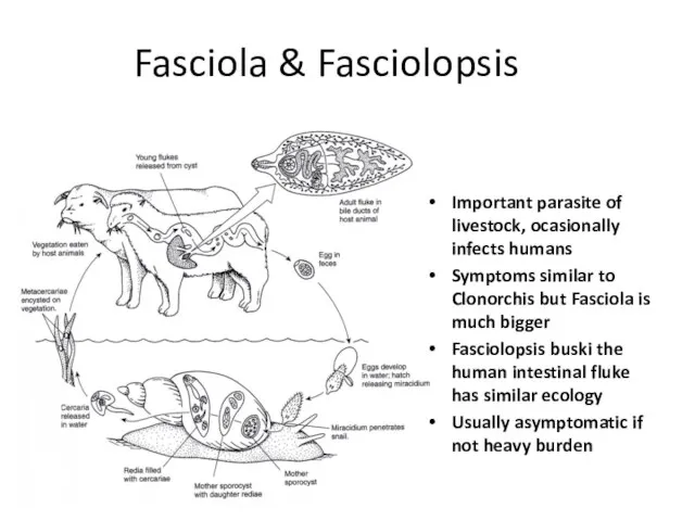 Fasciola & Fasciolopsis Important parasite of livestock, ocasionally infects humans Symptoms similar