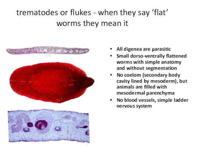 trematodes or flukes - when they say ‘flat’ worms they mean it