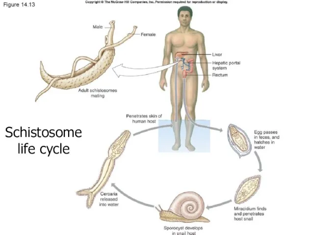 8.9a and b Schistosome life cycle