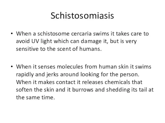 Schistosomiasis When a schistosome cercaria swims it takes care to avoid UV