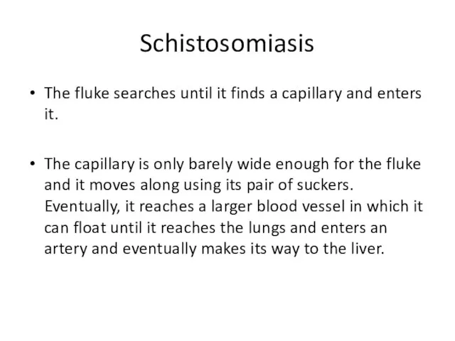 Schistosomiasis The fluke searches until it finds a capillary and enters it.