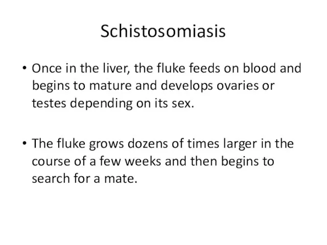 Schistosomiasis Once in the liver, the fluke feeds on blood and begins