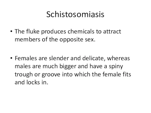 Schistosomiasis The fluke produces chemicals to attract members of the opposite sex.