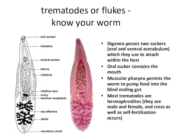 trematodes or flukes - know your worm Digenea posses two suckers (oral