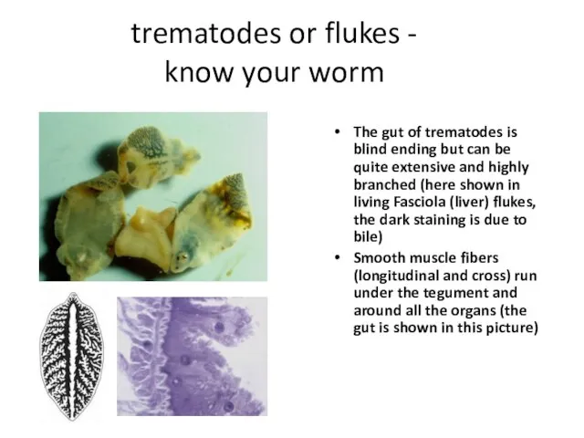 trematodes or flukes - know your worm The gut of trematodes is