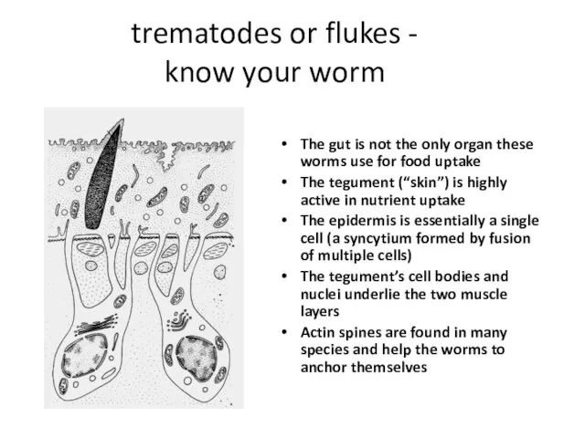 trematodes or flukes - know your worm The gut is not the