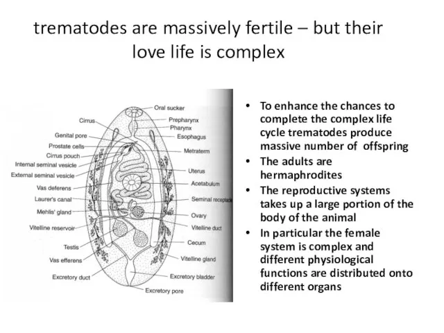 trematodes are massively fertile – but their love life is complex To