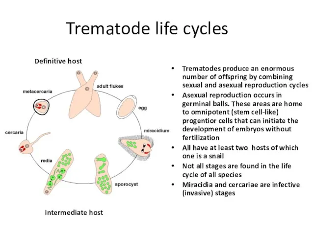 Trematode life cycles Trematodes produce an enormous number of offspring by combining