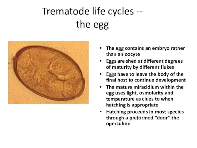 Trematode life cycles -- the egg The egg contains an embryo rather