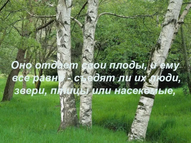 Оно отдает свои плоды, и ему все равно - съедят ли их