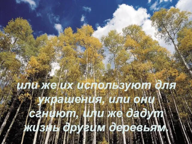 или же их используют для украшения, или они сгниют, или же дадут жизнь другим деревьям.