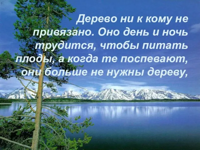 Дерево ни к кому не привязано. Оно день и ночь трудится, чтобы