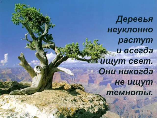 Деревья неуклонно растут и всегда ищут свет. Они никогда не ищут темноты.