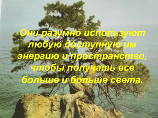 Они разумно используют любую доступную им энергию и пространство, чтобы получать все больше и больше света.