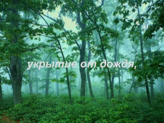 укрытие от дождя,