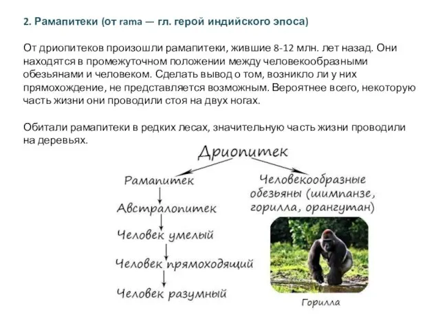 2. Рамапитеки (от rama — гл. герой индийского эпоса) От дриопитеков произошли