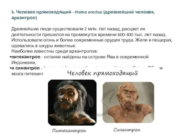 5. Человек прямоходящий - Homo erectus (древнейший человек, архантроп) Древнейшие люди существовали