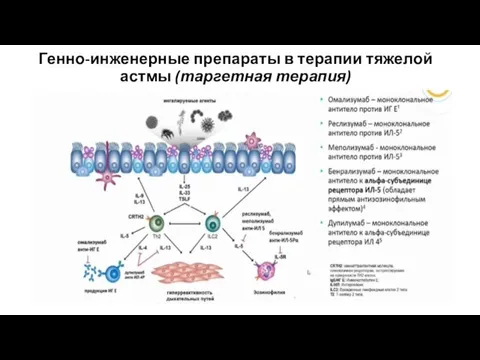 Генно-инженерные препараты в терапии тяжелой астмы (таргетная терапия)