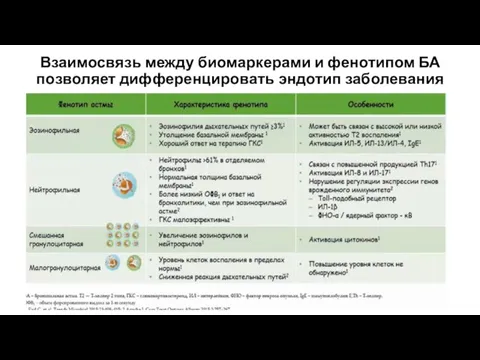 Взаимосвязь между биомаркерами и фенотипом БА позволяет дифференцировать эндотип заболевания