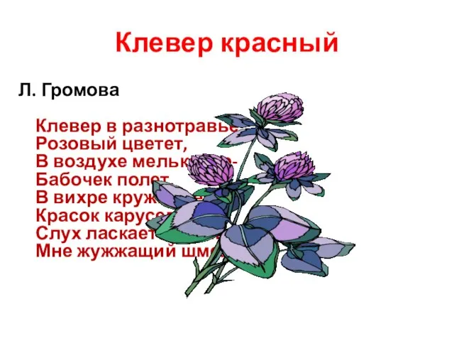Клевер красный Л. Громова Клевер в разнотравье Розовый цветет, В воздухе мельканье-