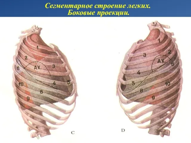 Сегментарное строение легких. Боковые проекции.