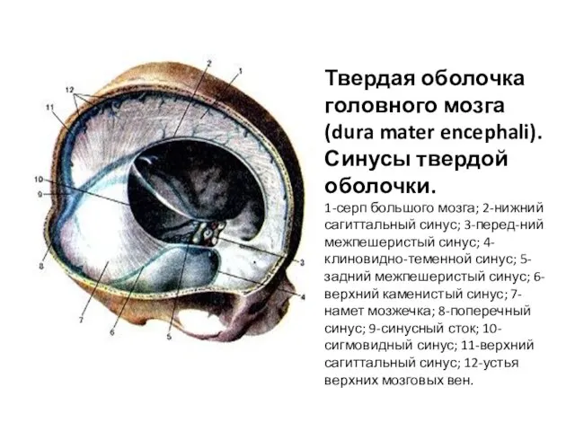 Твердая оболочка головного мозга (dura mater encephali). Синусы твердой оболочки. 1-серп большого