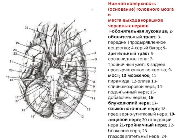 Нижняя поверхность (основание) головного мозга и места выхода корешков черепных нервов. I-обонятельная