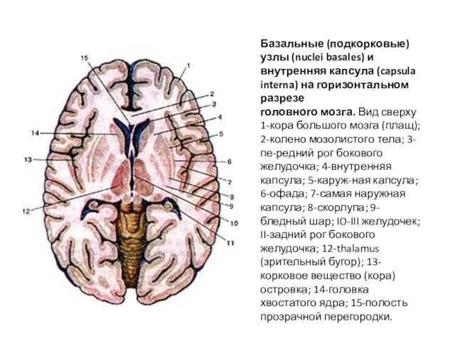 Базальные (подкорковые) узлы (nuclei basales) и внутренняя капсула (capsula interna) на горизонтальном