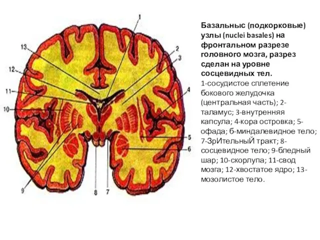 Базальныс (подкорковые) узлы (nuclei basales) на фронтальном разрезе головного мозга, разрез сделан