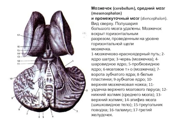 Мозжечок (cerebellum), средний мозг (mesencephalon) и промежуточный мозг (diencephalon). Вид сверху. Полушария