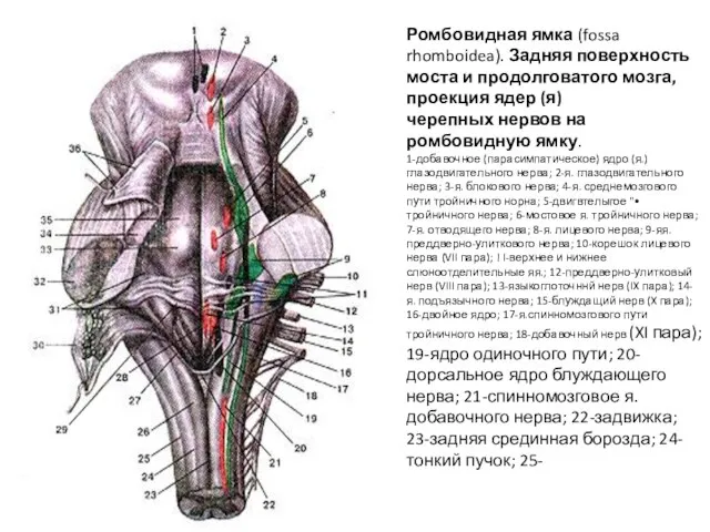 Ромбовидная ямка (fossa rhomboidea). Задняя поверхность моста и продолговатого мозга, проекция ядер