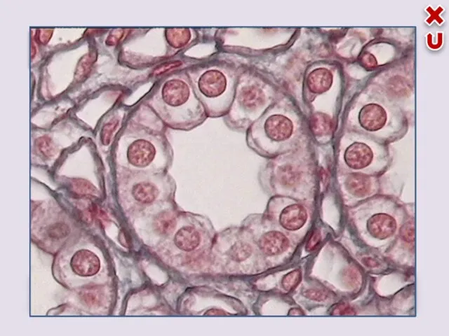 1 эпителиальная мышечная соединительная нервная плоский эпителий железистый эпителий мерцательный эпителий