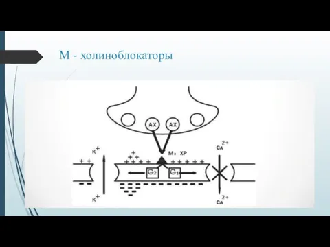 М - холиноблокаторы