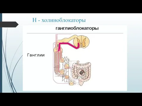 Н - холиноблокаторы