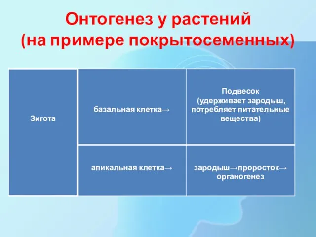 Онтогенез у растений (на примере покрытосеменных)