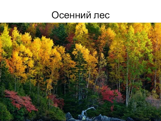 Осенний лес