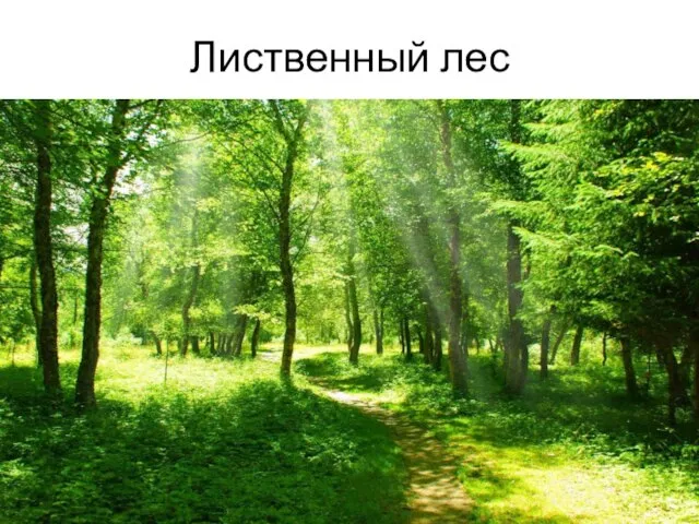 Лиственный лес