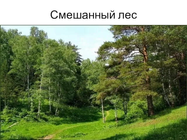 Смешанный лес