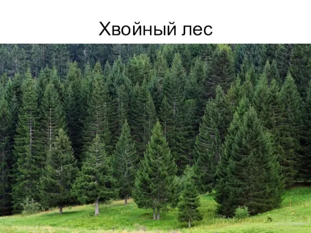 Хвойный лес